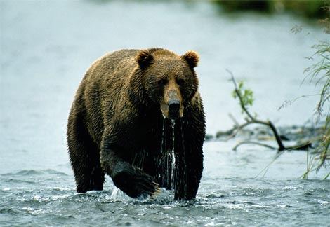 kodiak-bear